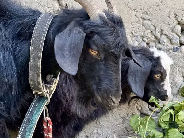 母山羊, Goats