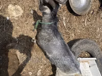 Goat, West African dwarf goats — photo 3