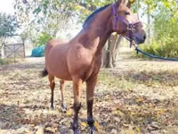Caballo, Nonius horse — foto 5