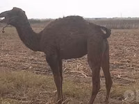 ऊँट (लॉट, लिंग निर्दिष्ट नहीं), Kazakh Bactrian camel — फ़ोटो 1