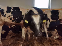 Toro, Simmental cattle — foto 5