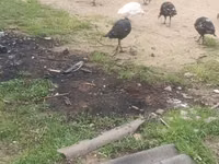 Guinea fowl — photo 1
