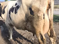 गाय, Swiss cattle — फ़ोटो 4