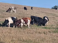 Toro, Raza Holstein — foto 1