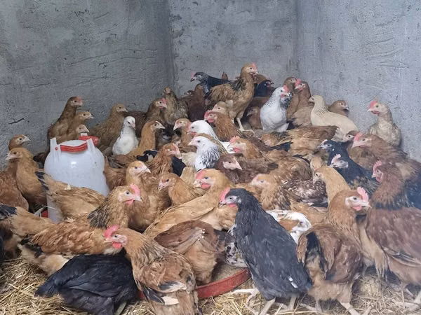 Chickens
