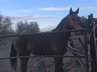 حصان, Thoroughbred horse — الصورة 2