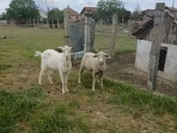 公羊, Merino sheep — 照片 2