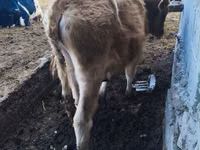 Bulle, Russian Black pied cattle — Foto 6
