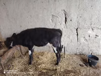 Cow, Cattle — photo 3