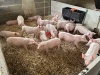 Schweine (Partie, Geschlecht nicht angegeben) — Foto 4