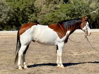घोड़ा, American paint horse — फ़ोटो 1