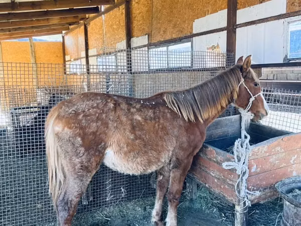 Horse (M), Horses
