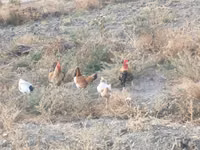 Chickens — Foto 8