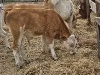 公牛, Simmental cattle — 照片 7