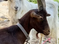 母山羊, Goats — 照片 4