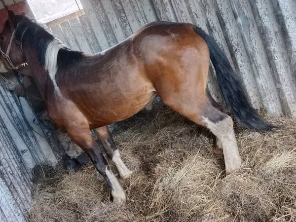 公马, Altai horse