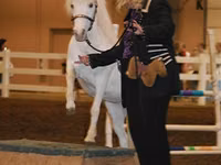فرس, Miniature horse — الصورة 6