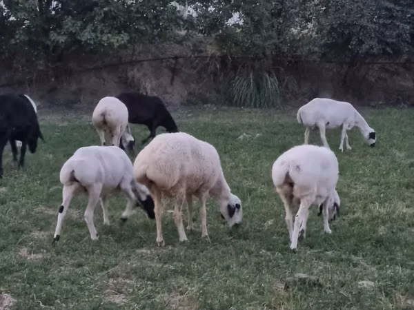 Ram, Sheep