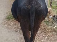 Cow, Russian Black pied cattle — photo 4