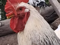 Chickens — photo 1
