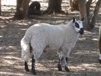 Carnero, Cerry Hill sheep — foto 2