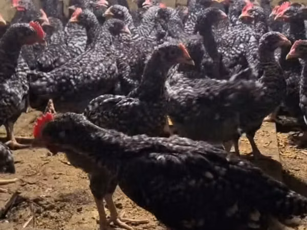 Chickens