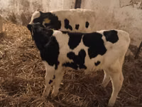 Bull, Russian Black pied cattle — photo 4