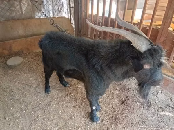 Billy Goat, Nubian Goat