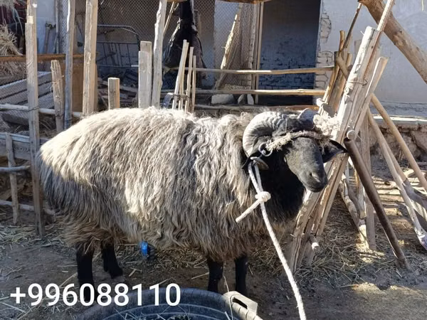 Ram, Sheep