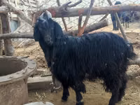 Ziege, Dagestan coarsewool goat — Foto 4