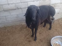 Ram, Sheep — photo 3