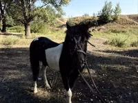 马匹（批次，未指定性别）, American shetland pony — 照片 4