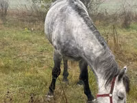 Caballo, Caballos — foto 1