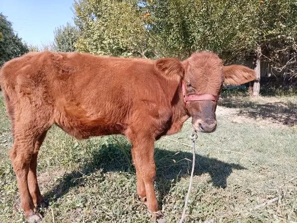 Toro, Ganado vacuno