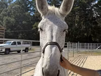 Horse (M), Mule — photo 3