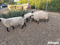 母羊, German Blackheaded Mutton sheep — 照片 3