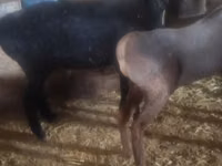 Schaf, Edilbay sheep — Foto 1
