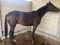 فرس, Friesian sport horse — الصورة 1