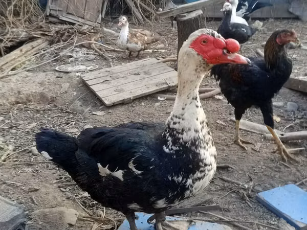 pato criollo doméstico