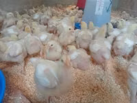 Chickens — foto 2