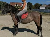 Yegua, Polish pony — foto 3