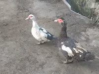 ميتي نيغانو — الصورة 3