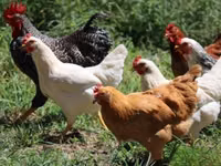 Chickens — फ़ोटो 4