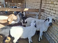 Sheep (batch, sex not specified), Sheep — photo 1