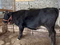 गाय, अलाताऊ नस्ल — फ़ोटो 3