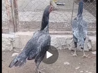 Gris Perla — foto 1
