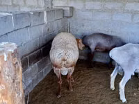 Ram, Sheep — photo 2