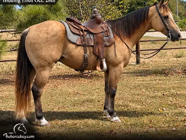 公马, Quarter Horse