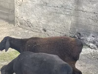 Ram, Rhon sheep — photo 3