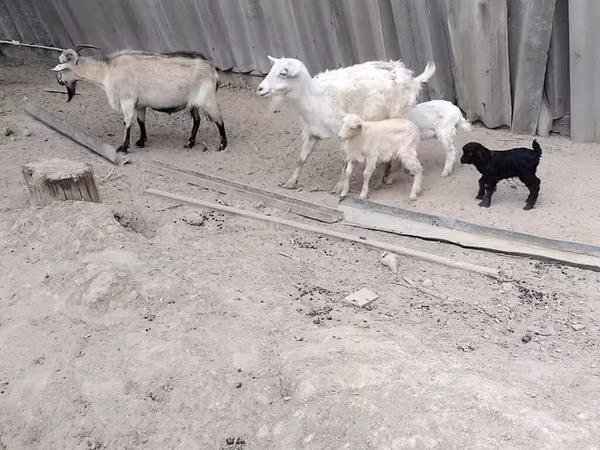 Goat, Goats